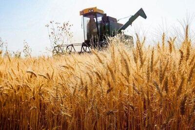 آغاز برداشت گندم از اراضی کشاورزی چهارمحال و بختیاری