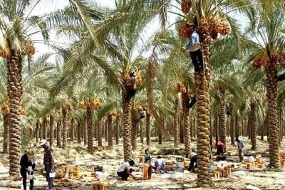 پیش‌بینی برداشت ۲۰۰ هزار تن محصول از نخیلات بوشهر
