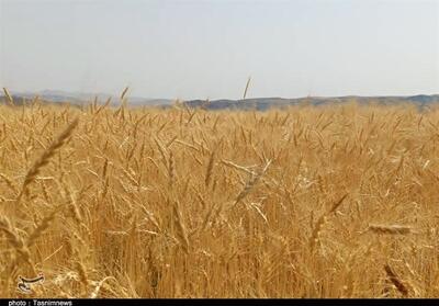 ‌کاهش 30 درصدی برداشت گندم در ابرکوه - تسنیم