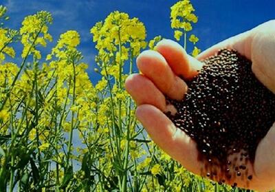خرید مباشرتی دانه‌های روغنی در اردبیل - تسنیم