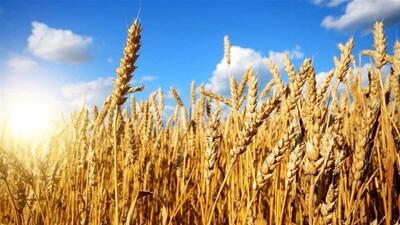 آمادگی ۷۱ مرکز خرید گندم در آذربایجان شرقی