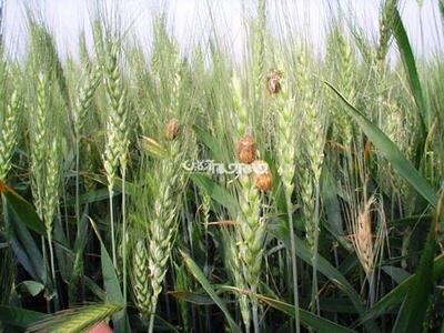 اجرای طرح مبارزه با آفت سن گندم در ۸۵ هزار هکتار از اراضی آذربایجان شرقی