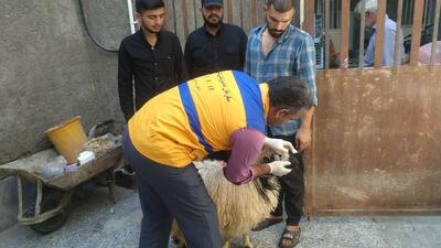 نظارت ۶۱ تیم دامپزشکی بر ذبح دام ایام تاسوعا و عاشورا در سیستان و بلوچستان