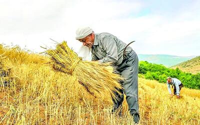پرداخت ۴۲ همت به گندم‌کاران