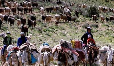  استقرار عشایر کوچ رو شهرستان‌های شمال آذربایجان غربی در ییلاقات چالدران