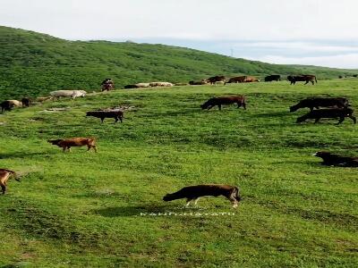 چرای گله‌ی گاوها در دامنه‌های سرسبز کوه‌های کلیبر
