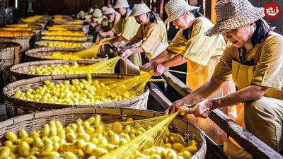 فرآیند پرورش کرم ابریشم و تولید نخ و پارچه ابریشمی