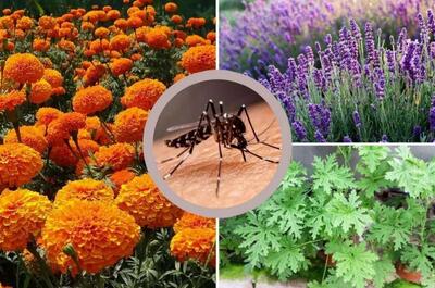 راهکارهای گیاهی موثر برای دفع پشه‌ها ؛ بهترین گیاهان و عصاره‌های طبیعی برای دور کردن پشه‌ها