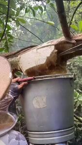 فیلم برداشت عسل وحشی از جنگل بدون لباس محافظ