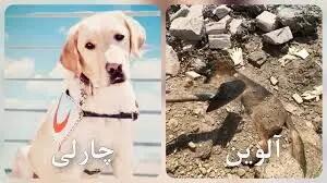 چارلی و آلوین سگ‌های زنده‌یاب جانشان را از دست دادند
