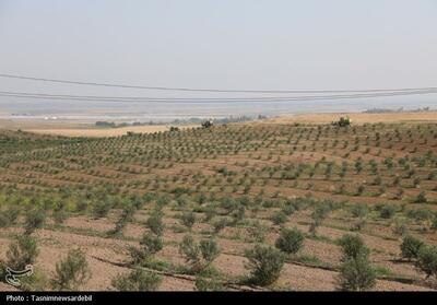 بحران آب برای باغداران و دامداران در لرستان جدی است - تسنیم
