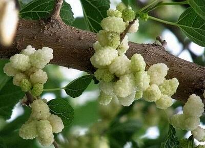 معجزه‌ای از دل طبیعت؛ با خوردن این میوه از افسردگی برای همیشه خداحافظی کنید
