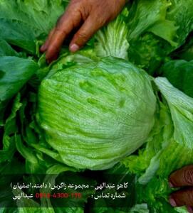 کاهو ایسبرگ و کاهو عبدالهی و کاهو دامنه با کیفیت جهانی