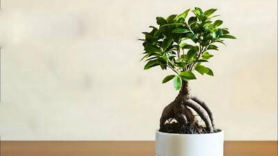 نگهداری بون سای + تکنینک بزرگ شدن برگ ها