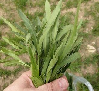 با خواص شگفت‌انگیز گیاه پاغازه آشنا شوید