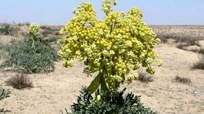 آنغوزه؛ طلای سبز با ارزش بالای 10 میلیون