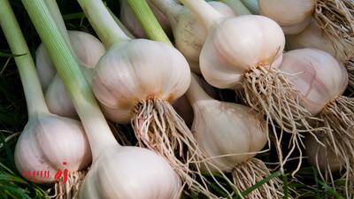 طرز تهیه سیر پلو شمالی با مرغ | غذای خوشمزه و اصیل شمالی | زرچین