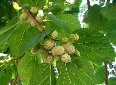 خوردن این میوه برابر است با یک داروی ضدافسردگی!