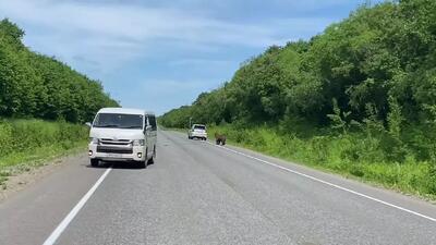 ویدیویی با بازیدید میلیونی؛ درخواست سه توله خرس گرسنه در جاده از ماشین‌ها برای دریافت غذا