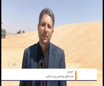 زمان پرداخت مطالبات گندمکاران اعلام شد | اخبار گندم در ۲۴ ساعت گذشته + زمان پرداخت خسارت گندمکاران