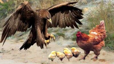 شاهکار حیات وحش / پاسخ هوسرانی عقاب مرغ دلیری بود که بال و پرش را چید