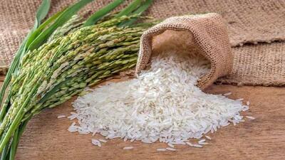 پیش بینی تولید ۱.۸ میلیون تن برنج در سال‌جاری