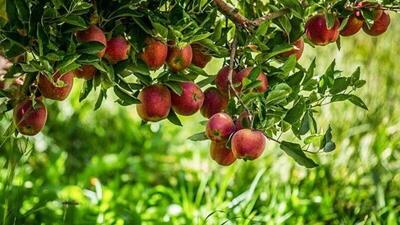 پیش بینی تولید ۶۰ هزار تن سیب در خراسان‌شمالی