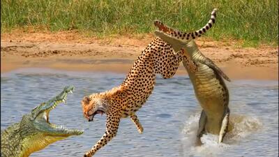 شیرجه خیره‌کننده پلنگ برای شکار تمساح (فیلم)
