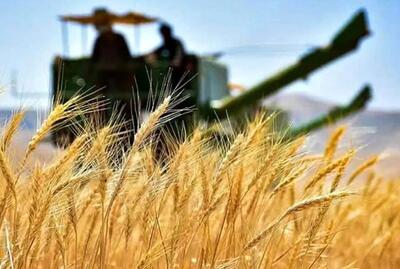 کاشت گندم برای کشاورزان مقرپن به صرفه نیست/ کشاورزان به کشت جایگزین روی آوردند