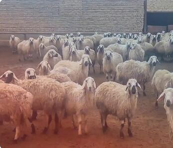 قیمت دام زنده امروز ۱۴ تیر ۱۴۰۴ / متوسط قیمت دام زنده در استان‌های کشور چند شد؟ + جدول