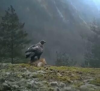 توانایی عقاب طلایی در بلند کردن روباه