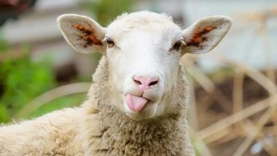 قیمت جدید دام زنده اعلام شد/ قیمت گوسفند و گوساله چه تغییری کرد؟