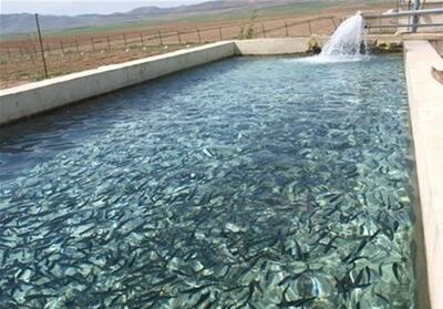 سرمایه‌گذاری 70 میلیاردی در استخرهای پرورش ماهی شهرستان دیر - تسنیم