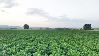 افزایش خطر شیوع بیماری سفیدک دروغین در مزارع سیب زمینی اردبیل
