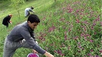 توسعه گیاهان دارویی، ارتقاء اقتصاد کشاورزان