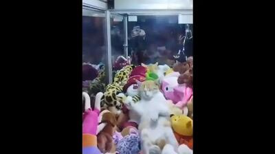 اتفاق عجیب برای یک گربه در گرجستان (فیلم)