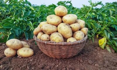 ایده ساده برای پرورش سیب زمینی(+فیلم)