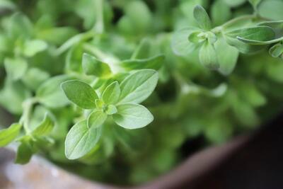 مزایای پونه برای دل درد / درمانی طبیعی و موثر