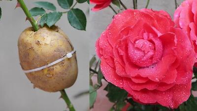 روشی جالب برای برداشت گل رز از سیب زمینی