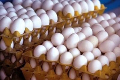 خرید حمایتی ۳۰ هزارتن تخم مرغ آغاز شد