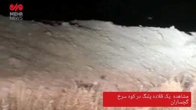 تصویری از یک قلاده پلنگ در گچساران