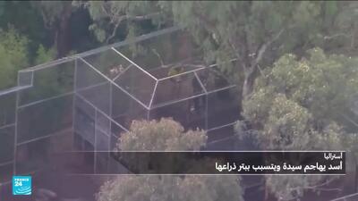 ببینید؛ حملات شیرها در ترکیه، استرالیا و پاکستان؛ چه اتفاقی افتاده است؟