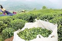 آخرین خبر درباره پرداخت مطالبات چای‌کاران