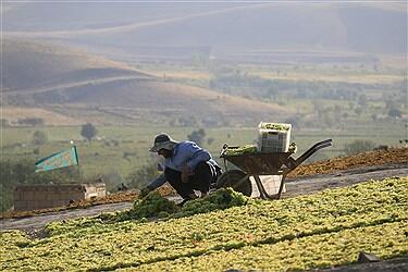 جشنواره شیره‌پزی ملایر فرصتی طلایی برای احیای گردشگری کشاورزی
