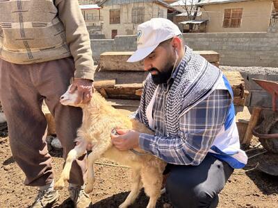 اجرای رزمایش جهاد دامپزشکی در ۴ روستای بلده نور