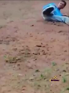 فیلم لگد سهمگین گاو به مرد