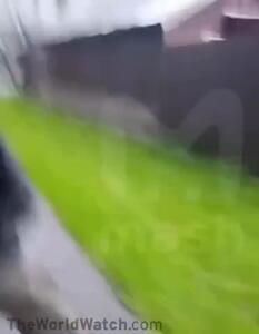 فیلم حمله سگ پیت بول به یک زن / صاحبش به عمد باعث حمله شد