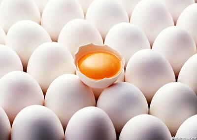 خبر مهم برای تولیدکنندگان تخم مرغ | خرید حمایتی آغاز شد
