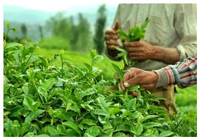 خوش خبری رئیس سازمان چای به چایکاران