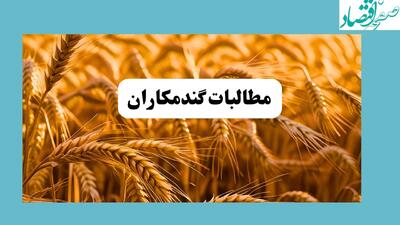 خبر مهم برای گندمکاران | مطالبات گندمکاران پس از این تاریخ پرداخت می‌شود